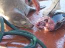 Well Feed Sea Lion: This Sea Lion had just been allowed to eat out the guts of this tuna fish - love
